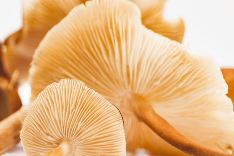 vegan chitosan based mushroom